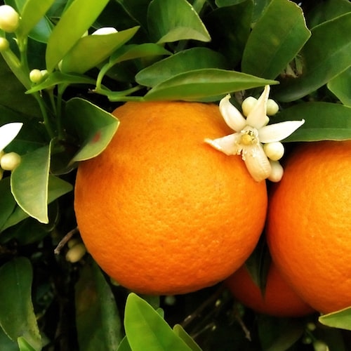 Orange Blossom Fragrance Oil