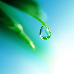 rain water fragrance oil