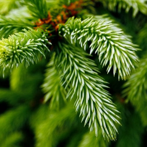 Fir Needle Essential Oil