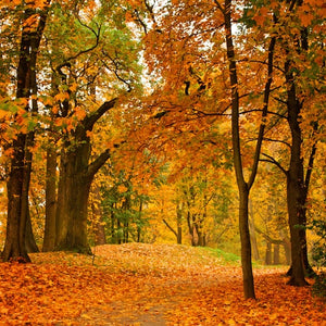 autumn walk fragrance oil