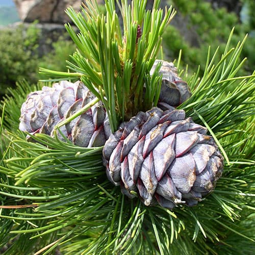 Balsam and Cedar Type Fragrance Oil