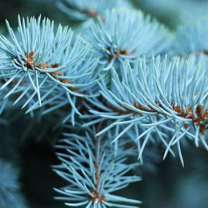 blue spruce fir fragrance oil