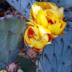 cactus flower blossom fragrance oil for candles and soap