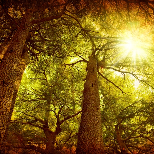 Cedarwood and amber deals
