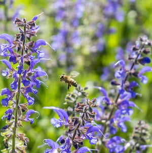 clary sage essential oil