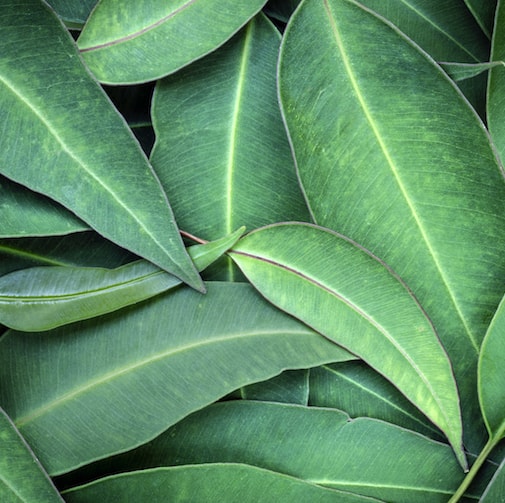 Eucalyptus Essential Oil