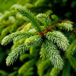 fraser fir candle soap fragrance oil