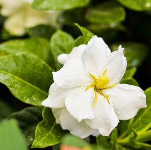 gardenia fragrance oil