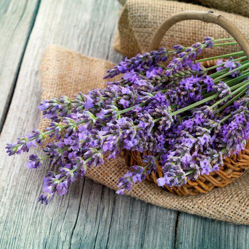 Lavender Fragrance Oil
