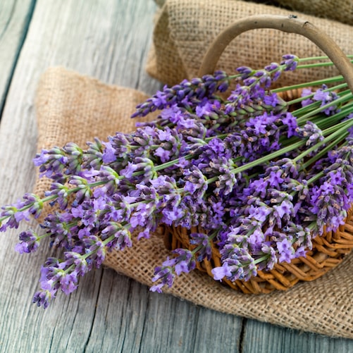 Lavender 40/42 Essential Oil