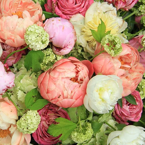 Peony and Freesia Fragrance Oil