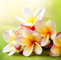 Honeysuckle Jasmine Fragrance Oil