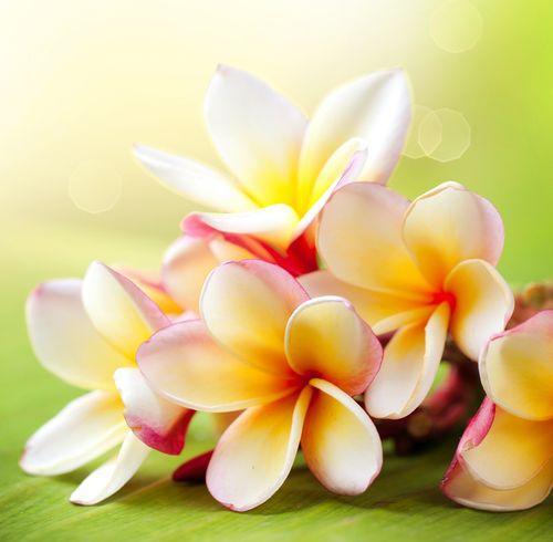 Plumeria Fragrance Oil