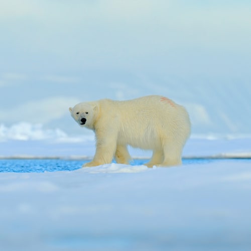 Polar Bear Tracks Fragrance Oil