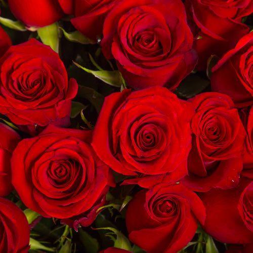 Red Rose Fragrance Oil