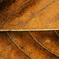 Tobacco Caramel Fragrance Oil