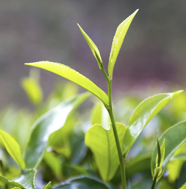 Tea Tree Essential Oil
